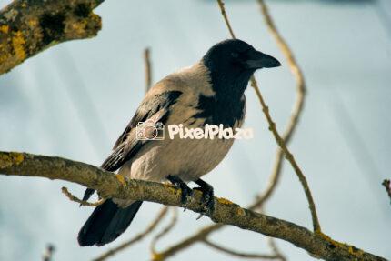 A Crow on a Tree